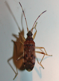 Ozophora picturata